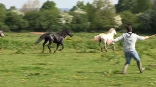 La SPA lutte pour récupérer des chevaux sauvages [upl. by Ahsinrev]