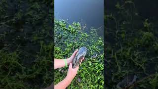 Bullhead reveals the truth about small ponds fishing catfishing catfish fish freshwaterfish [upl. by Nihhi862]