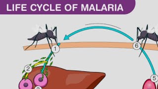 plasmodium vivax life cycle in man [upl. by Aneev616]