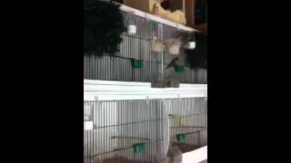 Cage breeding goldfinches 2012 [upl. by Enhpad]