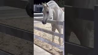 Piszcie jaka rasa kolejna viralvideo pony equestrian ponypower ponylover konie [upl. by Boycey]