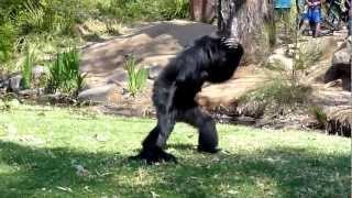 BEST VIDEO EVER  Incredible Screaming Apes [upl. by Enybor]