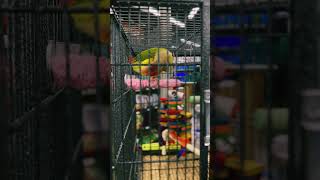 Pineapple Green Cheeked Conure [upl. by Lainey]