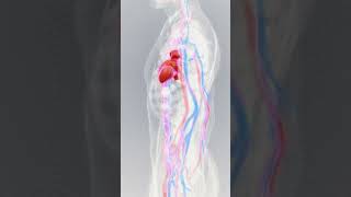 Human Heart Pumping Animation  Watch your heart in action [upl. by Diane-Marie]