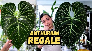 🌱 Anthurium Regale  The Journey  Good Bad Ugly  How I grew it in PON  Houseplants I LOVE 💚 [upl. by Godfree963]