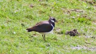 Northern Lapwing Vanellus vanellus  Kiebitz 1 [upl. by Nollat]