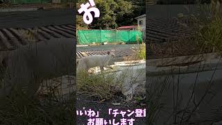 猫」「CAT amp PEACE」 cat straycat ねこ動画 ねこ 猫動画 猫好きさんと繋がりたい [upl. by Idolla]