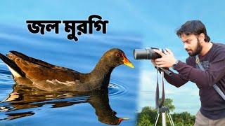 Common Moorhen Bird  জল মুরগি পাখি  Jal Murgi  Documentary wildindiamit​ [upl. by Noiro]