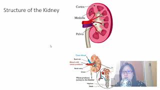 Chap 14 Part 2 Osmoregulation  Cambridge ALevel 9700 Biology [upl. by Essenaj]