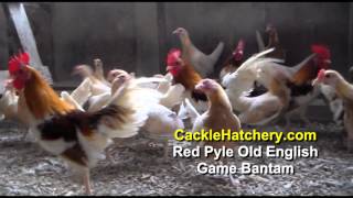 Red Pyle Old English Game Bantam Chicken Breeds Breeder Flock  Cackle Hatchery [upl. by Kina]