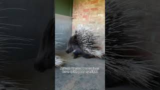 ✨A day in the life of a Porcupine at Shepreth Wildlife Park✨ shorts planetzoo [upl. by Farver356]