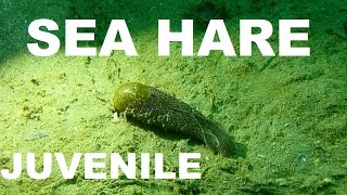 JUVENILE SEA HARE  very rare footage [upl. by Ainel]