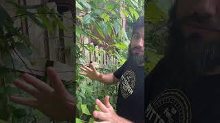 How we use jewelweed mash to prevent poison Ivy rash garden foraging wildplants [upl. by Nicolina181]