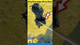 কাঁদার ভিতর একি নড়ে উঠলো 🥱tortoise tools item amp amazing fact youtubeshorts shorts [upl. by Delcine]