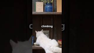 How a Cat Tree Can Save Your Furniturecatlover pets yourcat cat cats happycat [upl. by Janine]