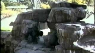 Zoo Gorillas have their own Gestural Language [upl. by Durwin]