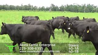 AKINS CATTLE ENTERPRISE Georgia Summer Safe Sale 81324 [upl. by Caryl]