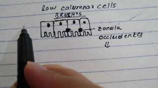 Histology of the eye 3 [upl. by Berghoff204]