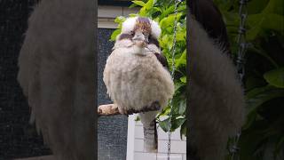 Kookaburra  Lachender Hans Birkenheide  Tierpark [upl. by Omik]