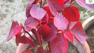 Red leaf Plant Care and Info  Made By Plant Care with Sahar [upl. by Akirahs631]