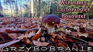 Wspaniałe Listopadowe Borowiki i Kożlarze Czerwone Grzybobranie [upl. by Rahs]