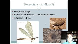 Thysanoptera Neuroptera [upl. by Vickie]