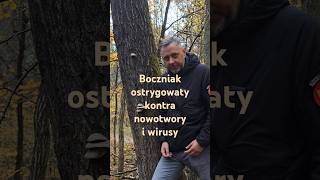 Smaczny i leczniczy boczniak ostrygowaty grzyby lifestyle [upl. by Luapnoj]