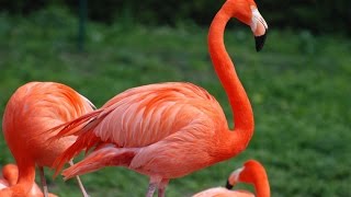 Amazing Flamingo Facts [upl. by Farwell]