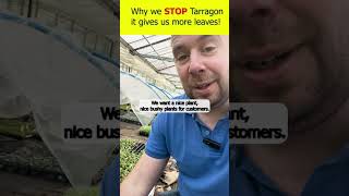 Why we STOP Tarragon plants [upl. by Enidlareg]