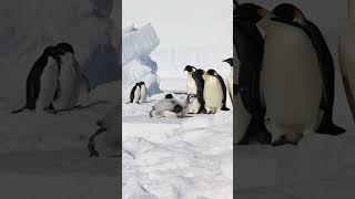 Adelie penguin slaps an Emperor penguin chick penguin wildlife birds [upl. by Mila]