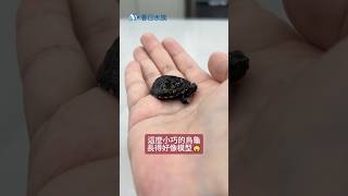 超小超Q的果核龜來啦😍春日水族 水族用品 水族用具 水族材料 水族器材 水族 果核龜 養龜 澤龜 蛋龜 三線泥龜 小烏龜 幼龜 烏龜 [upl. by Llerret956]