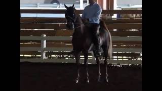 American Saddlebred horse in stretchies Slow Motion [upl. by Ainiger]