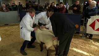 Prif Bencampwriaeth y Defaid  Supreme Sheep Championship [upl. by Pollock]