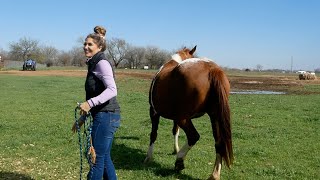 TRIMMING ALL THE MARES AND PONIES IN THE PASTURE [upl. by Allez]