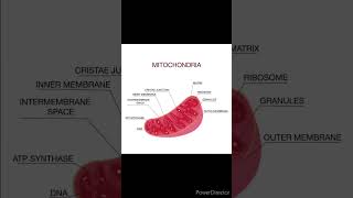 dailyshorts education anatomy biochemistry biology mitochondria structure cellorganelle [upl. by Antonie]