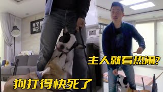 狗打架都快死了，主人卻愣在原地看熱鬧，訓犬師：不能養就別養 [upl. by Landel191]