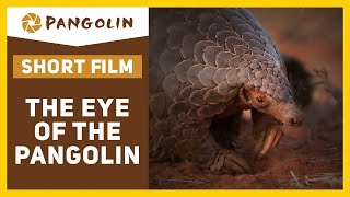 Wildlife Documentary Eye of The Pangolin  co produced by Pangolin Photo Safaris [upl. by Eihcir]