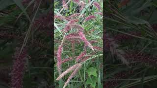 Flowers of Pennisetum pedicellatum [upl. by Flaherty532]