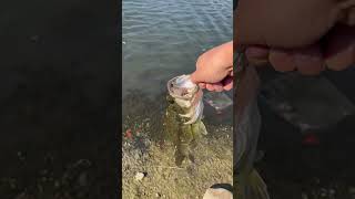 Safe fish release of a beautiful fall bass fishing fish angler fishingdaily takemefishing [upl. by Mackie]