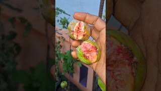 Fig fruit harvest in our terrace garden trending terracegardenharvest garden figfruit shorts [upl. by Nea]