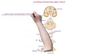 what is the lateral spinothalamic pathway lateral spinothalamic explained in 4 minutes [upl. by Aima]