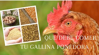 Que deben comer las gallinas ponedoras Isa Brown Nutrición [upl. by Neeoma]