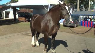 A exposição de cavalo Bretão na expoagro 2015 é uma das novidades da festa este ano [upl. by Sharai]