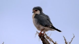 African Pygmyfalcon in Kenya [upl. by Tish]