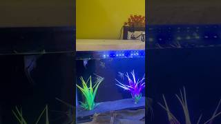 Molly fish Died  Reason shorts shortfeed aquarium fish died [upl. by Stichter]