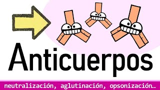 ANTICUERPOS ¿PARA QUÉ SIRVEN  Isotipos y Funciones Efectoras [upl. by Tabb]