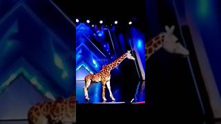 Americas Got Talent Giraffe 🦒 Magic😱😨  Duo SchumacherAGTamericagottalentmagic [upl. by Osicnarf]