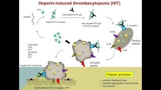 Heparin Induced Thrombocytopenia HIT [upl. by Freyah]