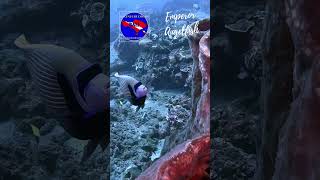 Discover Balis Coral Reefs at Lipah Beach scubadiving bali amed [upl. by Aloibaf]