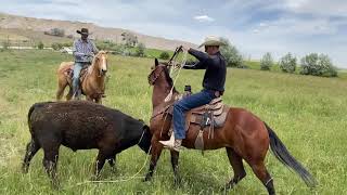 Little Whiskey teams up with Broncs and Donks to fight a runaway bull [upl. by Scottie]